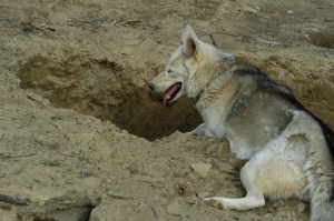 Taking a break from the digging